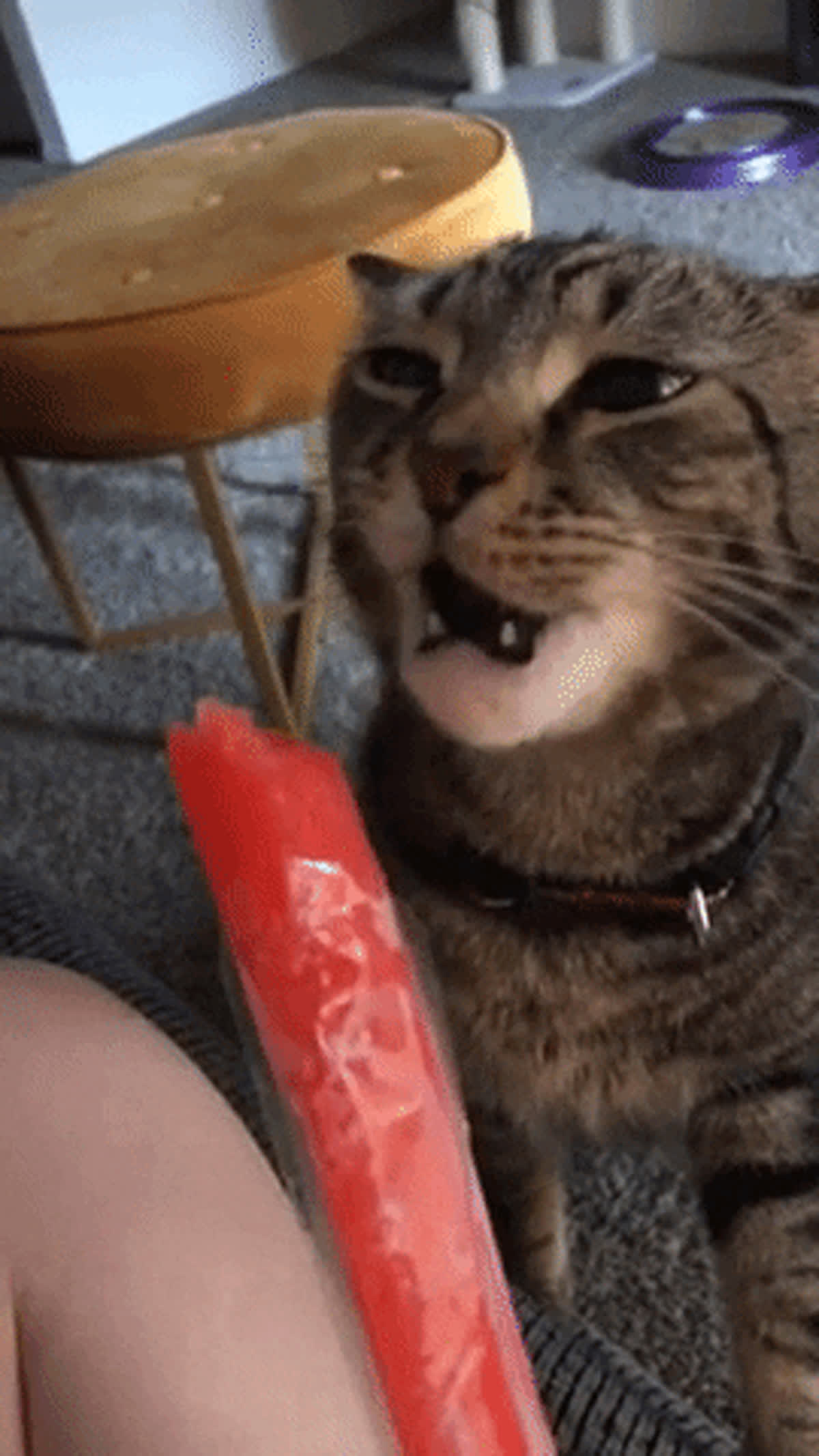 Brain freeze GIF - Animals GIF | GifVif