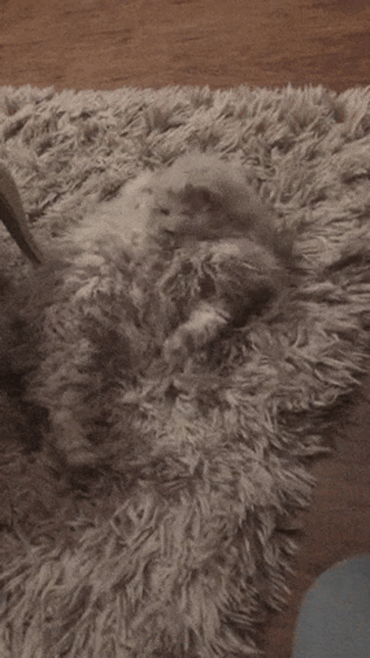 Cat rug GIF - Cat GIF | GifVif