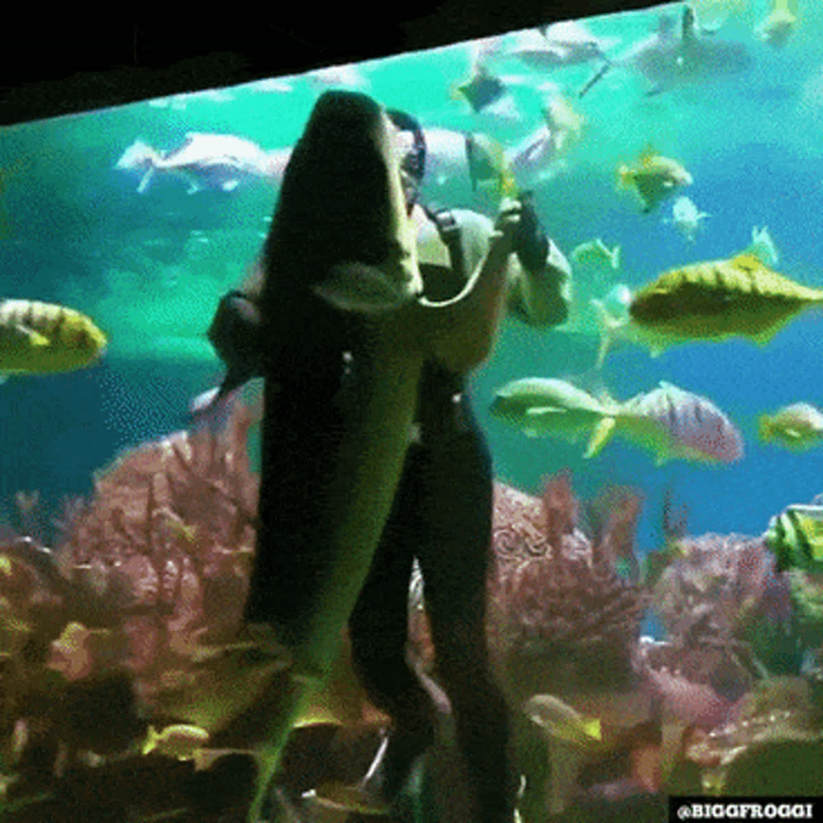 Dancing with fish GIF - Wow GIF | GifVif