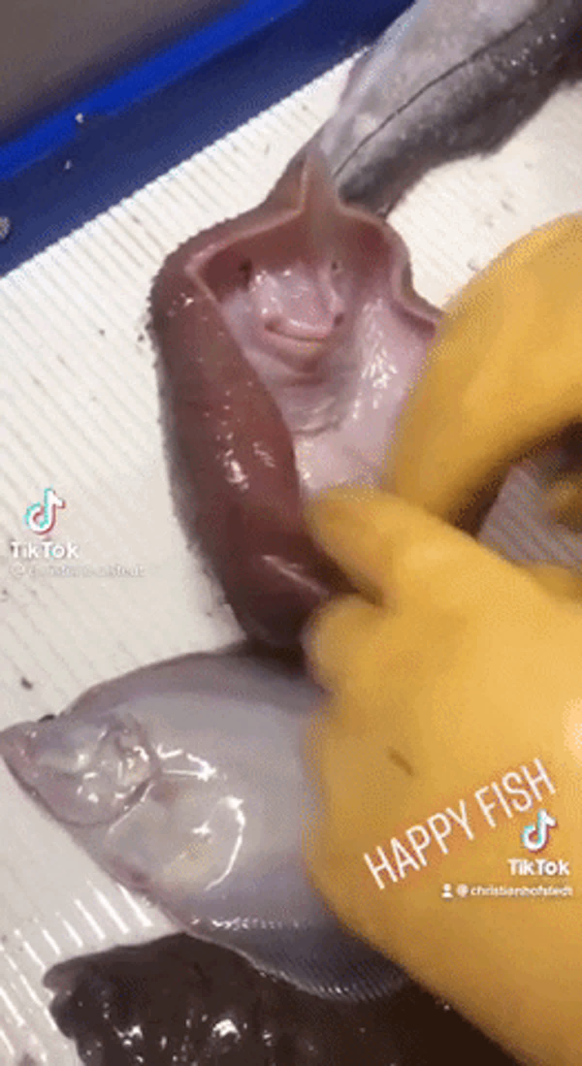 Happy fish GIF - Funny GIF | GifVif