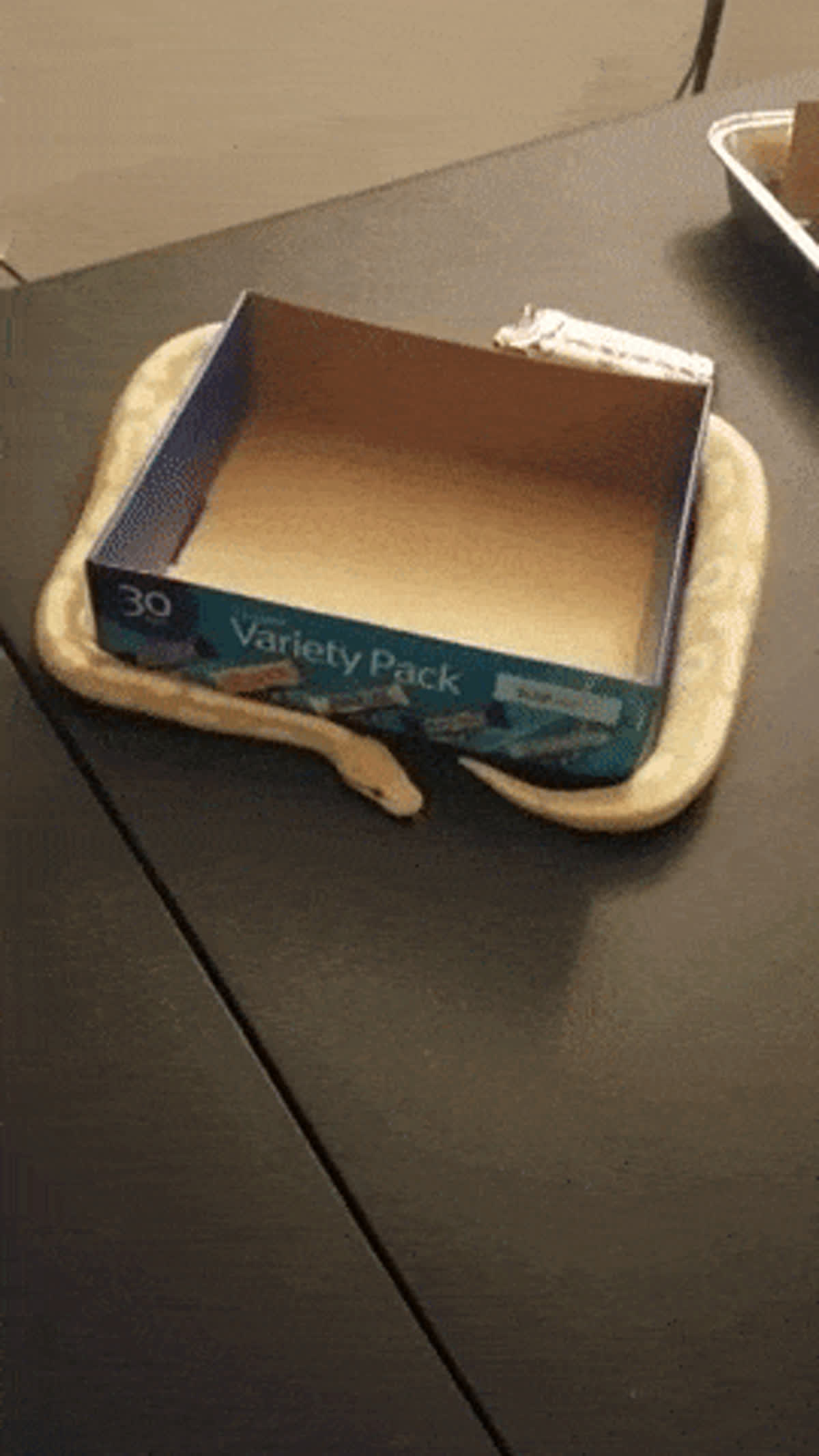Snake stuck in endless loop GIF - Funny GIF | GifVif