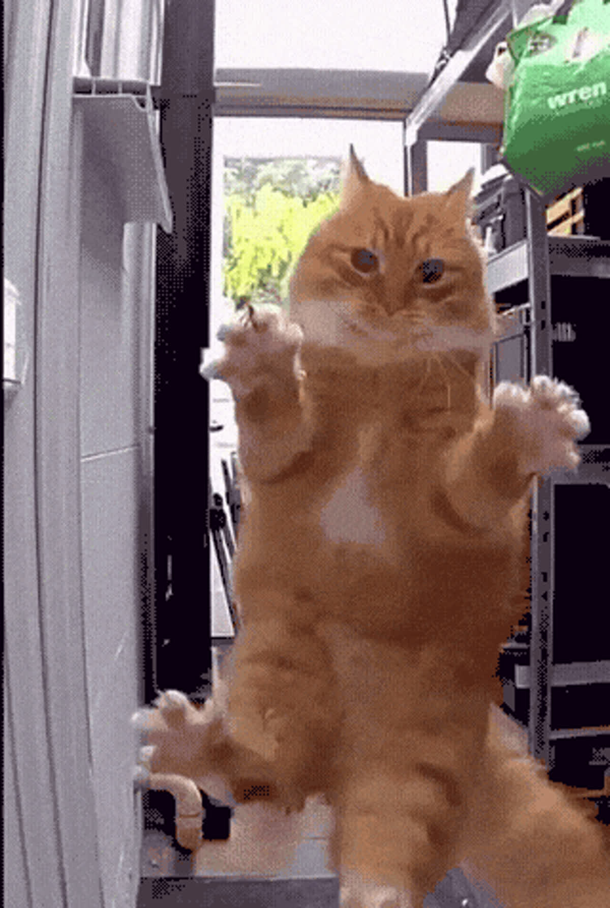 Bird hunting fail GIF - Cat GIF | GifVif