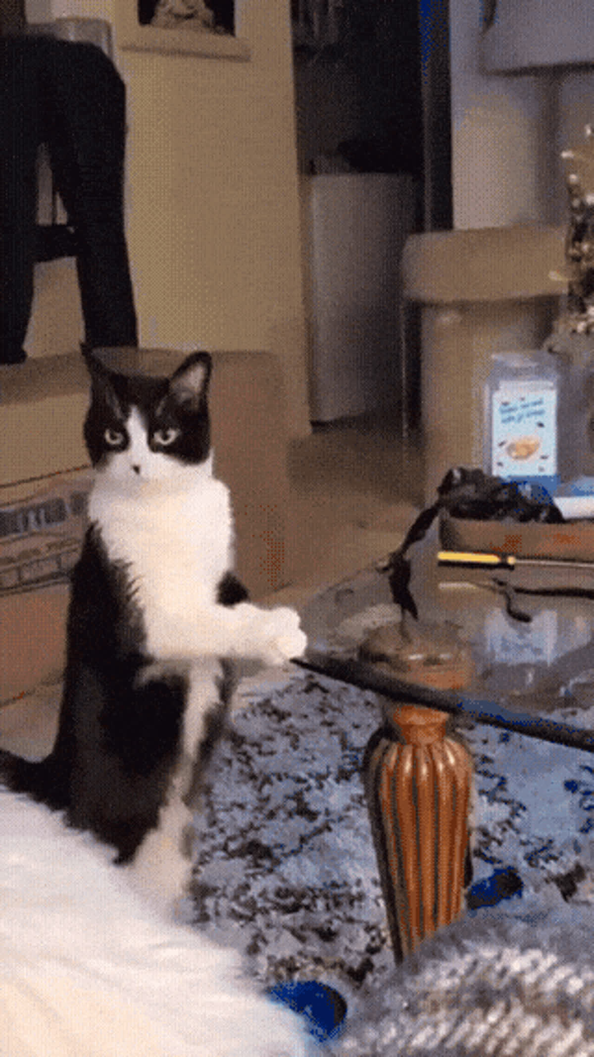Cat politely drops hints for treat GIF - Cat GIF | GifVif