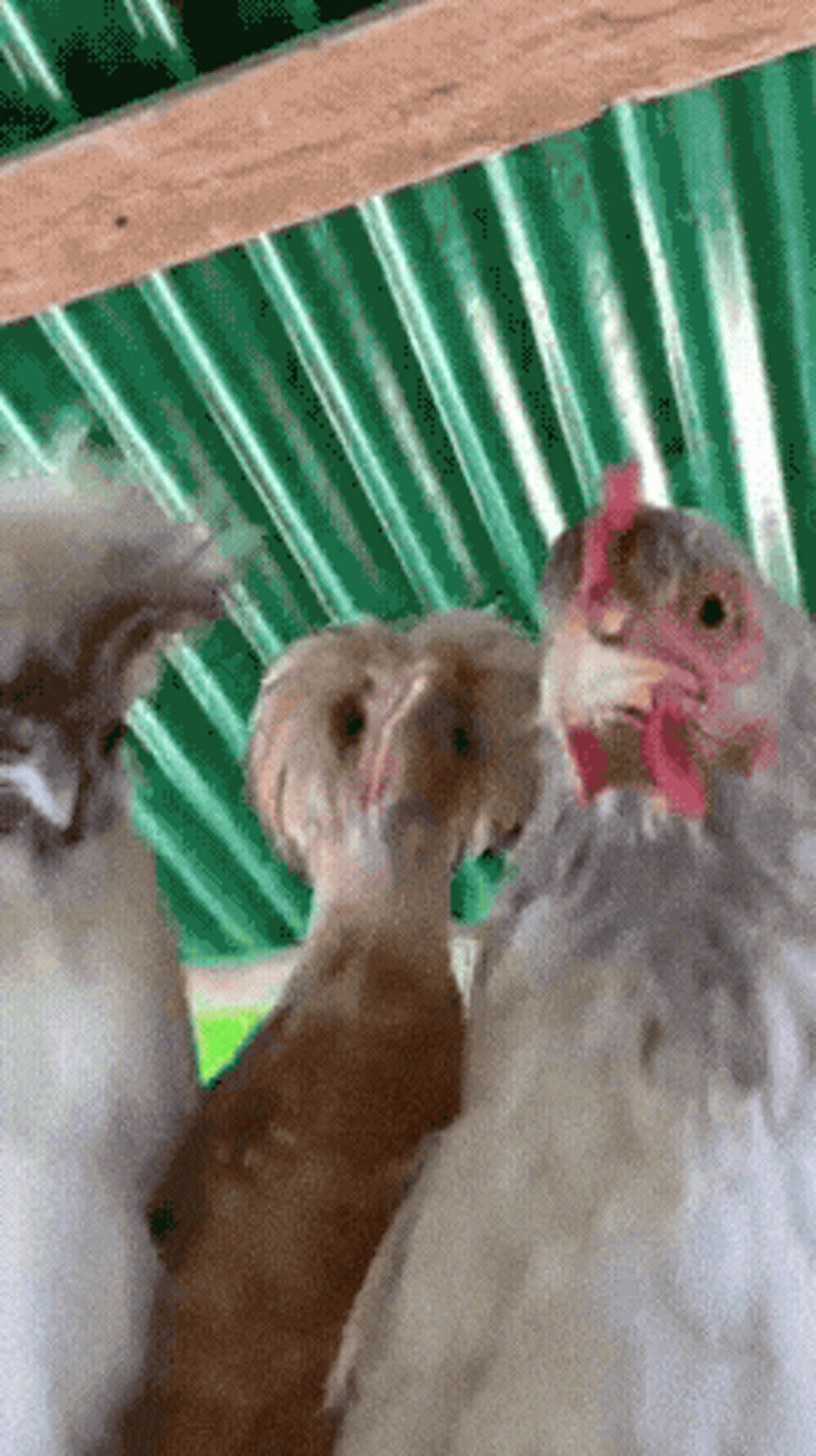 Dancing chickens GIF - Animals GIF | GifVif