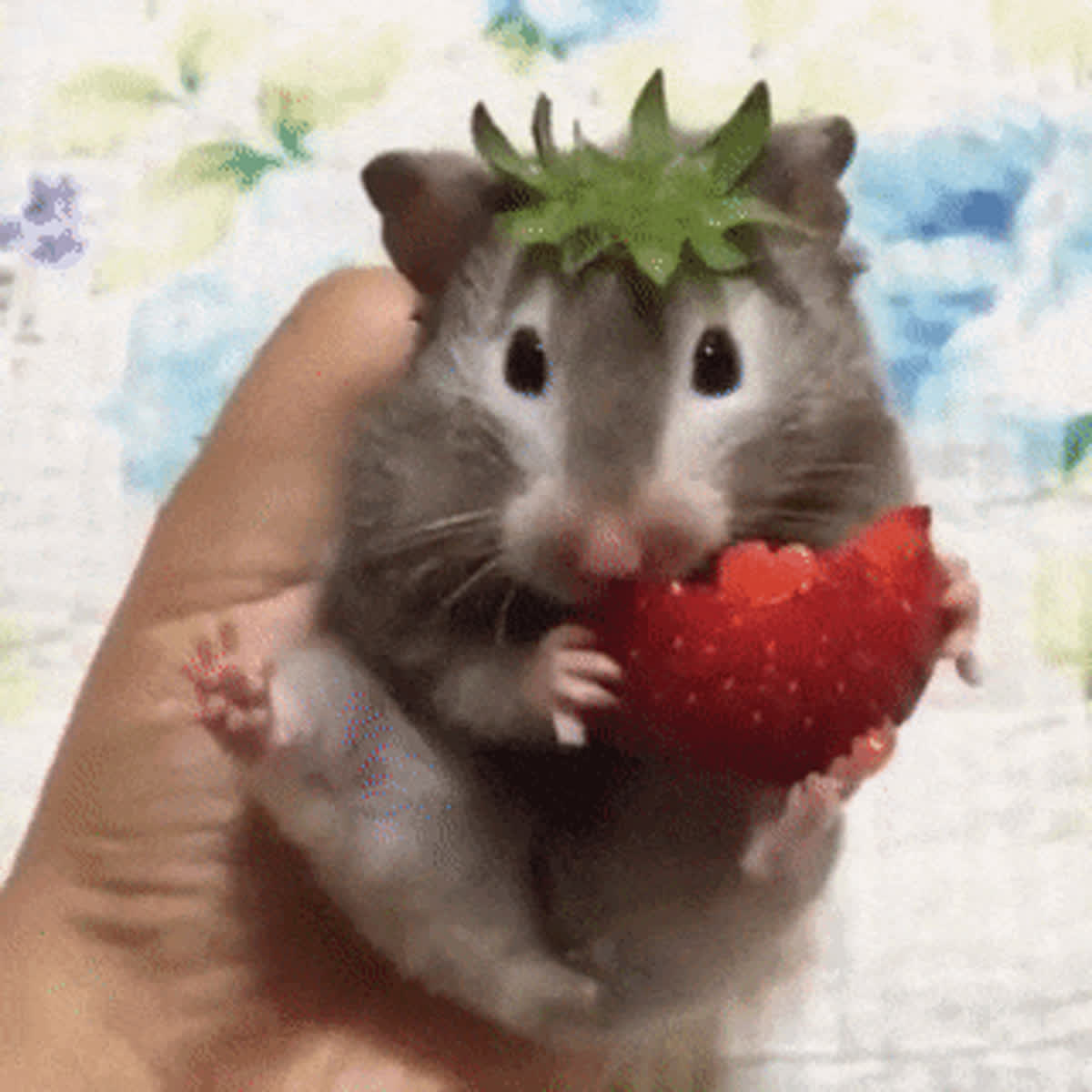 Mouse Eating GIF - Animals GIF | GifVif
