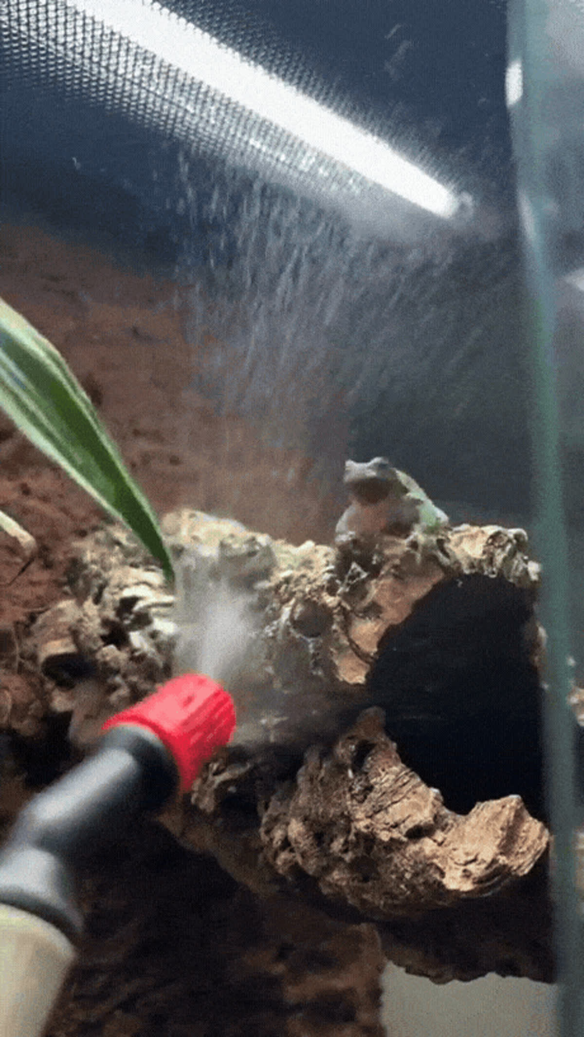 Remember to water your frog GIF - Animals GIF | GifVif