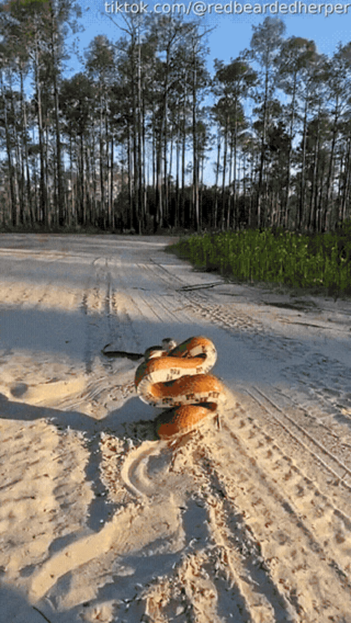 Snake attack pose GIF - Animals GIF | GifVif