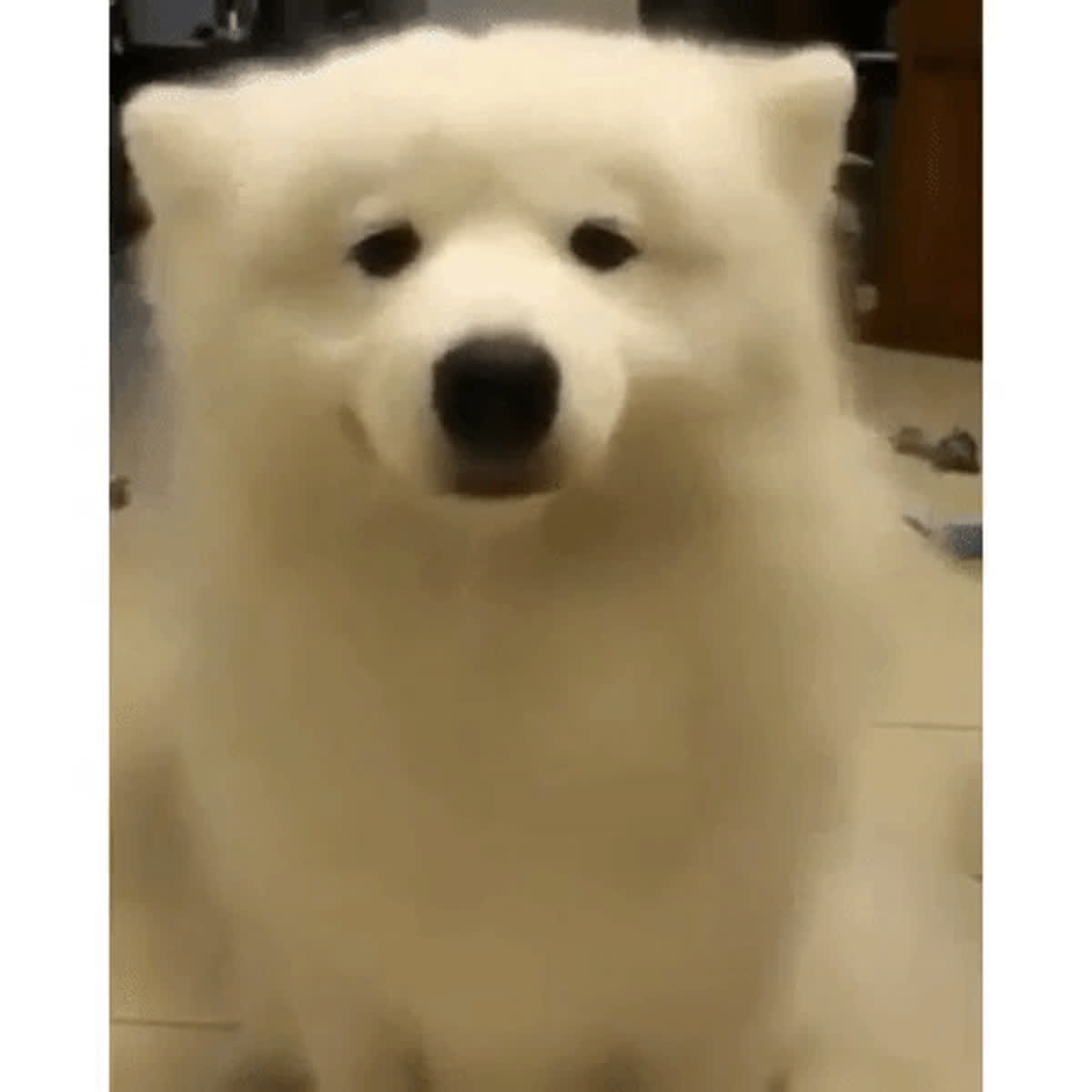 Talented Dog GIF - Animals GIF | GifVif