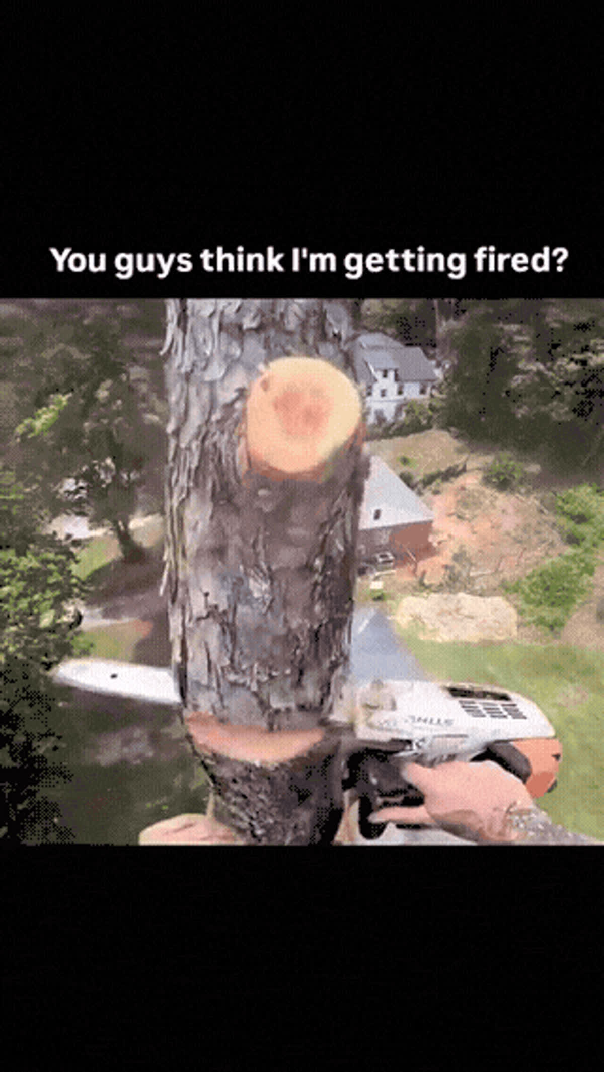 Tree cutting fail GIF - Wtf GIF | GifVif