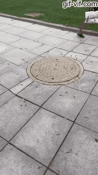 Dragonflies eating mosquitoes that come out of a sewage