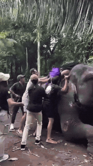 Even elephants have weight limits