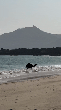 Everybody has a theory about the Loch Ness monster GIF - Animals GIF ...