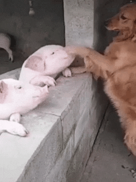 Doggo petting pig