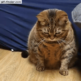 He tried his best GIF – Trending GIF on GifVif