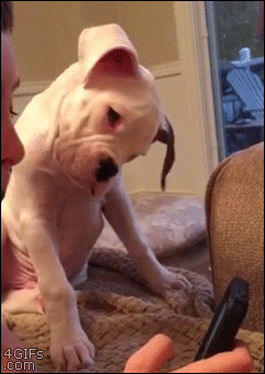 Hooman what are you looking