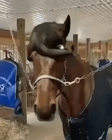 Horsy got catto hat