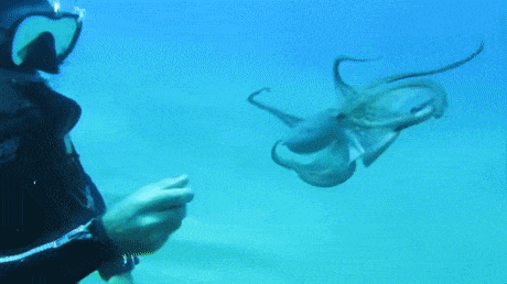 Octopus Riding Turtle Gif Octopus wants to play GIF - Funny GIF | GifVif