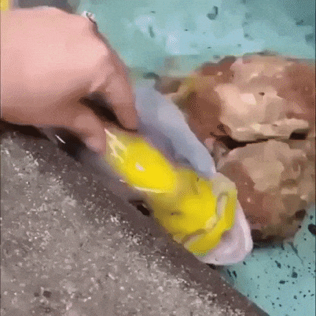 Petting a fish