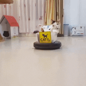 the cat car GIF – Trending GIF on GifVif