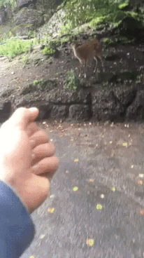 This Is For Deer