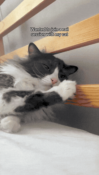 No nail sesssion for you hooman