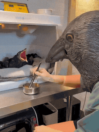 Tip to feed baby raven
