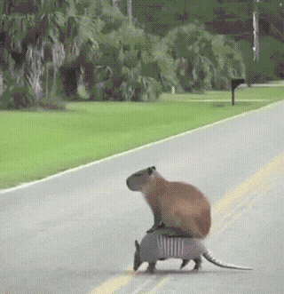 UberArmadillo GIF – Trending GIF on GifVif