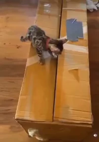 Better thriller than most of movies