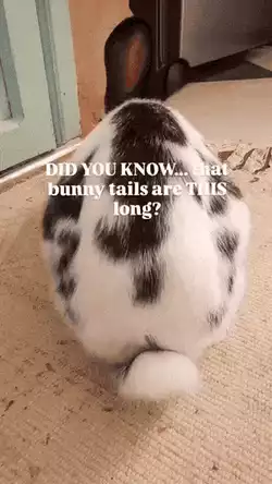 Bunny tail fact