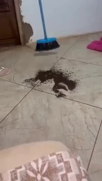 Cat be like not on my watch