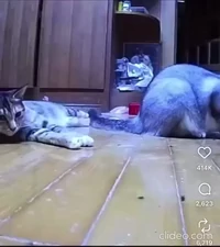 Cat chaos