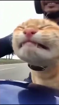 Cat going for a ride