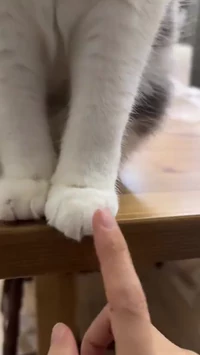 Cat had enough of his hooman