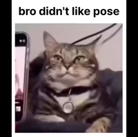 Cat posing for photo