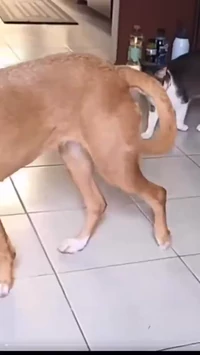 Cat sneak attack on dog