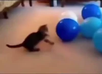Cat Vs balloon