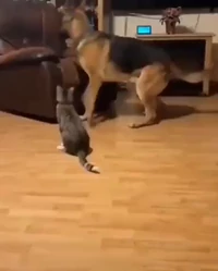 Cat Vs dog for boss seat