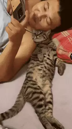 Cats are fun