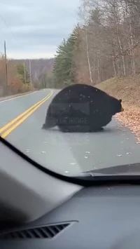 Chonkiest bear ever caught on camera