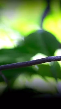Courtship dance of the red capped manakin