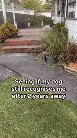 Dog recognizing their owner after 2 years away