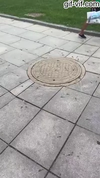 Dragonflies eating mosquitoes that come out of a sewage