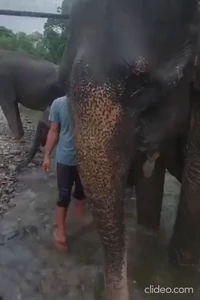 Elephant intrusive thoughts won