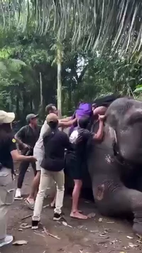 Even elephants have weight limits