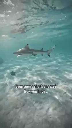 Ever see a shark sneeze