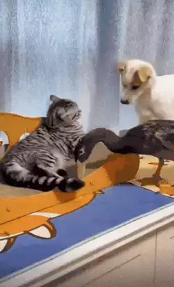 Everyone is bipolar here