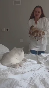 Father got presented with his kittens