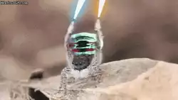 Cutest lightsaber battle