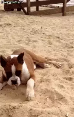 Doggo tasting lemon for the first time