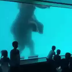 Elephant under water